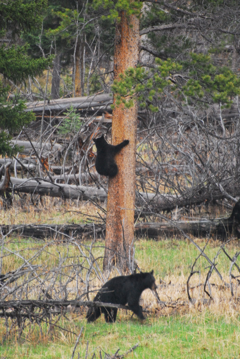 Baby Black Bear