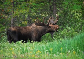 Moose at Eagle's Nest Wilderness