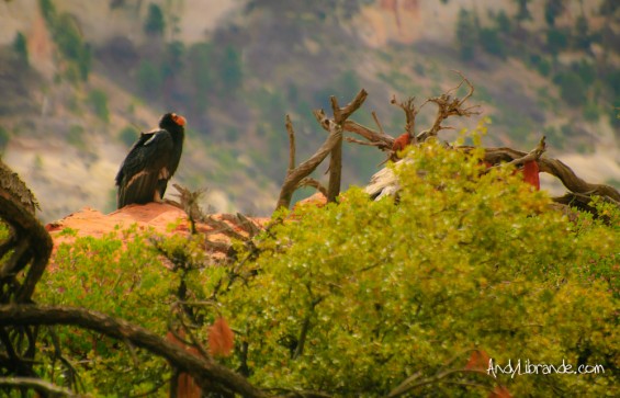 California Condor Scout's Landing Zion NP