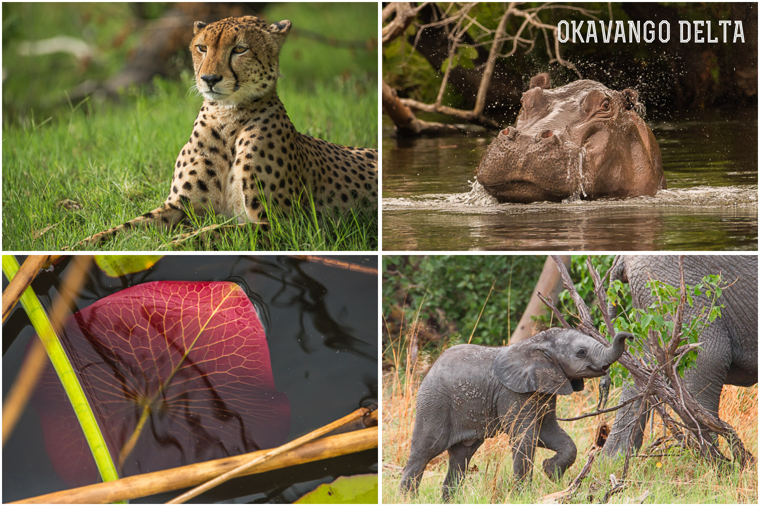 Okavango-andylibrande1