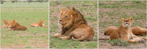 Tau-Pan-Lion Pride-Kalahari