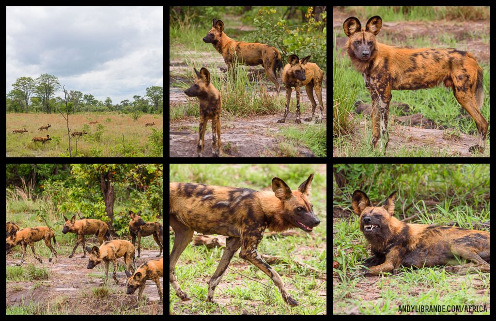 Pictures of African Wild Dogs from Lebala Kwando Camp