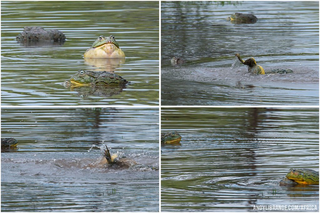 bullfrogs mating-kalahari desert africa