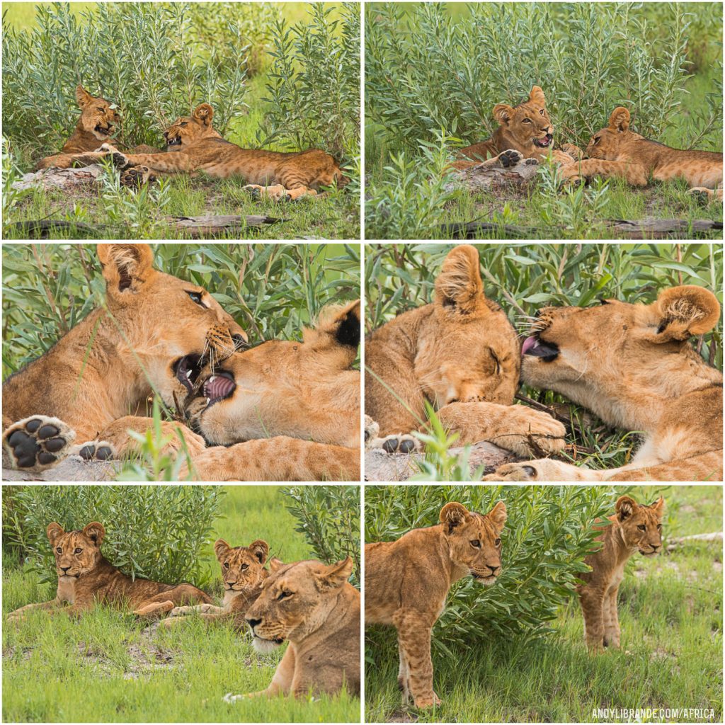 Lions cubs in Botswana at Kwando Camps